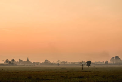 Trees on field against sky during sunset