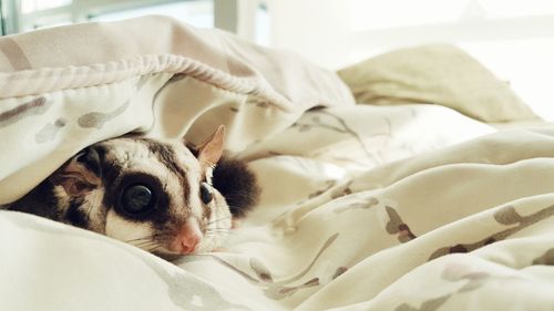 Close-up of pet relaxing on bed at home