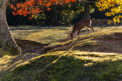 View of a dog on land