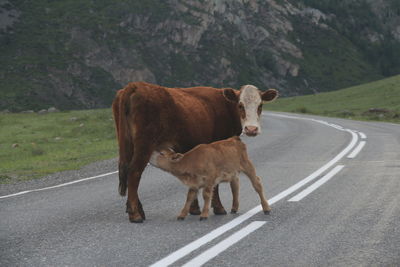 Horse standing on road