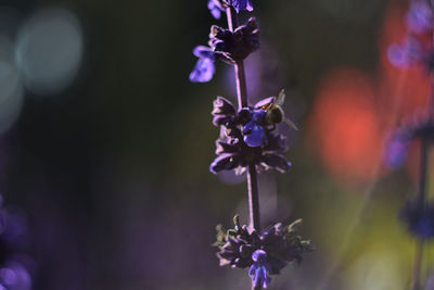 Close-up of purple flowering plant