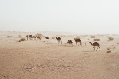 Camels walking on arid landscape in desert against clear sky