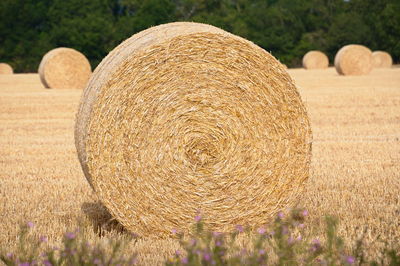 bale