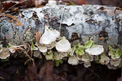 Close-up of plant