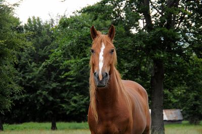 Portrait of horse standing on field