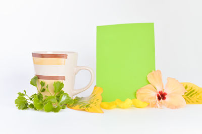 Close-up of potted plant against white background