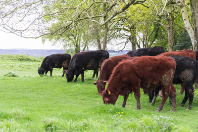 Cows grazing on field against sky