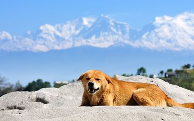 Brown dog resting on sand against mountains