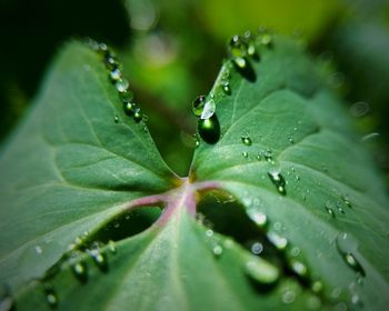 Close-up of raindrops on leaves