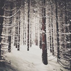 Snow covered trees in forest