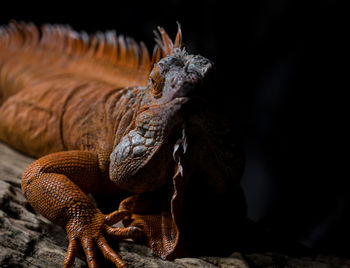 Close-up of lizard on rock