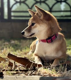 Close-up of dog