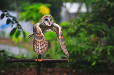 Close-up of bird perching on feeder