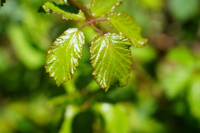 Close-up of green leaves