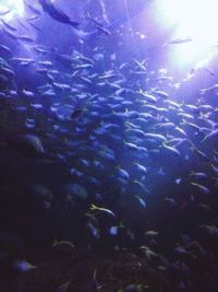 Close-up of coral underwater