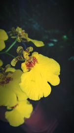 Close-up of yellow flower