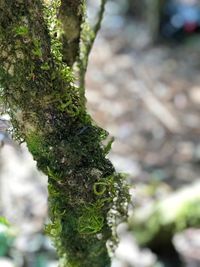 Close-up of moss growing on tree trunk