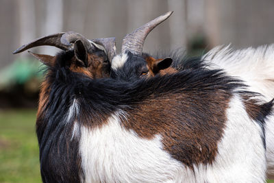 White, brown and black spotted goat in the yard of a farm