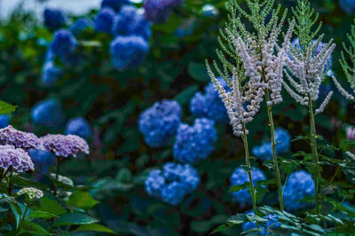 Close-up of frozen flowering plant