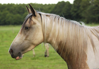 Close-up of horse in farm