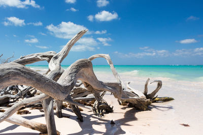 Dead tree on beach against sky