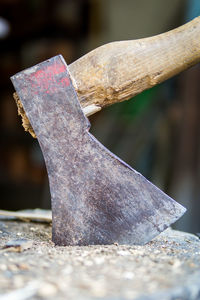 Close-up of tree stump