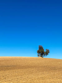 Trees on field against clear blue sky