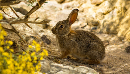 Close-up of rabbit on field