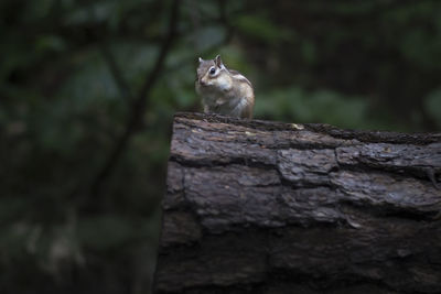 Squirrel on a tree trunk