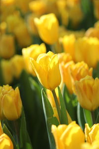 Close-up of yellow tulips