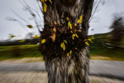 Close-up of yellow flower on tree trunk