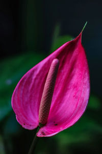 Close-up of red flower