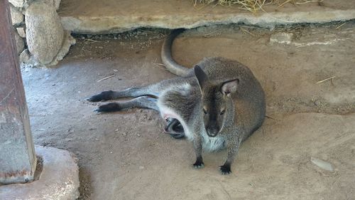 High angle view of animal in zoo