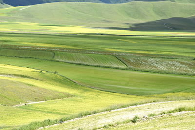 Scenic view of agricultural field