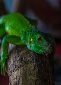 Close-up of lizard on tree