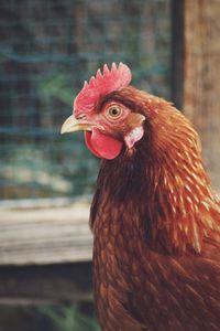 Close-up of rooster