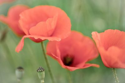 Close-up of red poppy flower