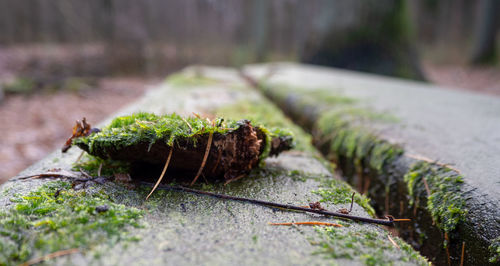 Close-up of moss growing on wood