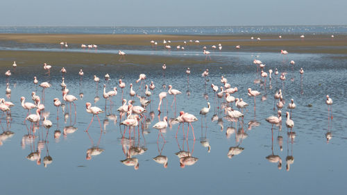 Birds flying over lake against sky