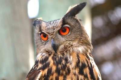 Close-up of a bird looking away