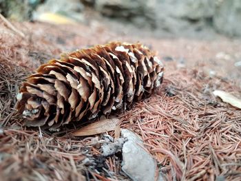 Close-up of a pine cone on field