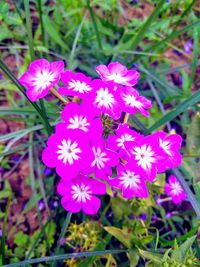 High angle view of pink flowering plant on field