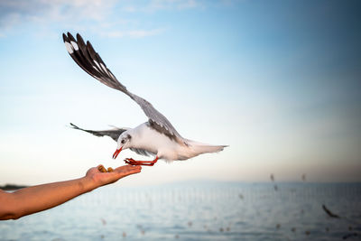 Low angle view of seagull flying over sea against sky