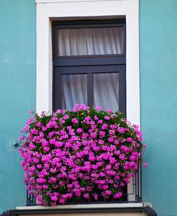 Close-up of pink flowering plant against window of building