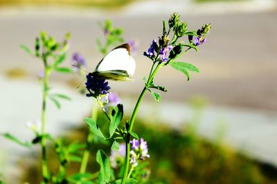 Close-up of purple flowers