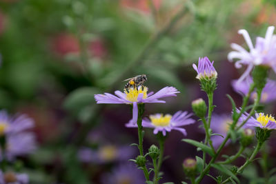 Close-up of bee on purple flower