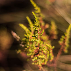 Close-up of plant