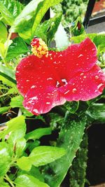 Close-up of water drops on red flower