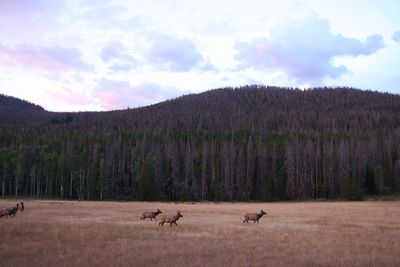 View of sheep on field