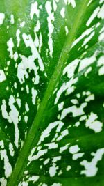 Close-up of green leaves